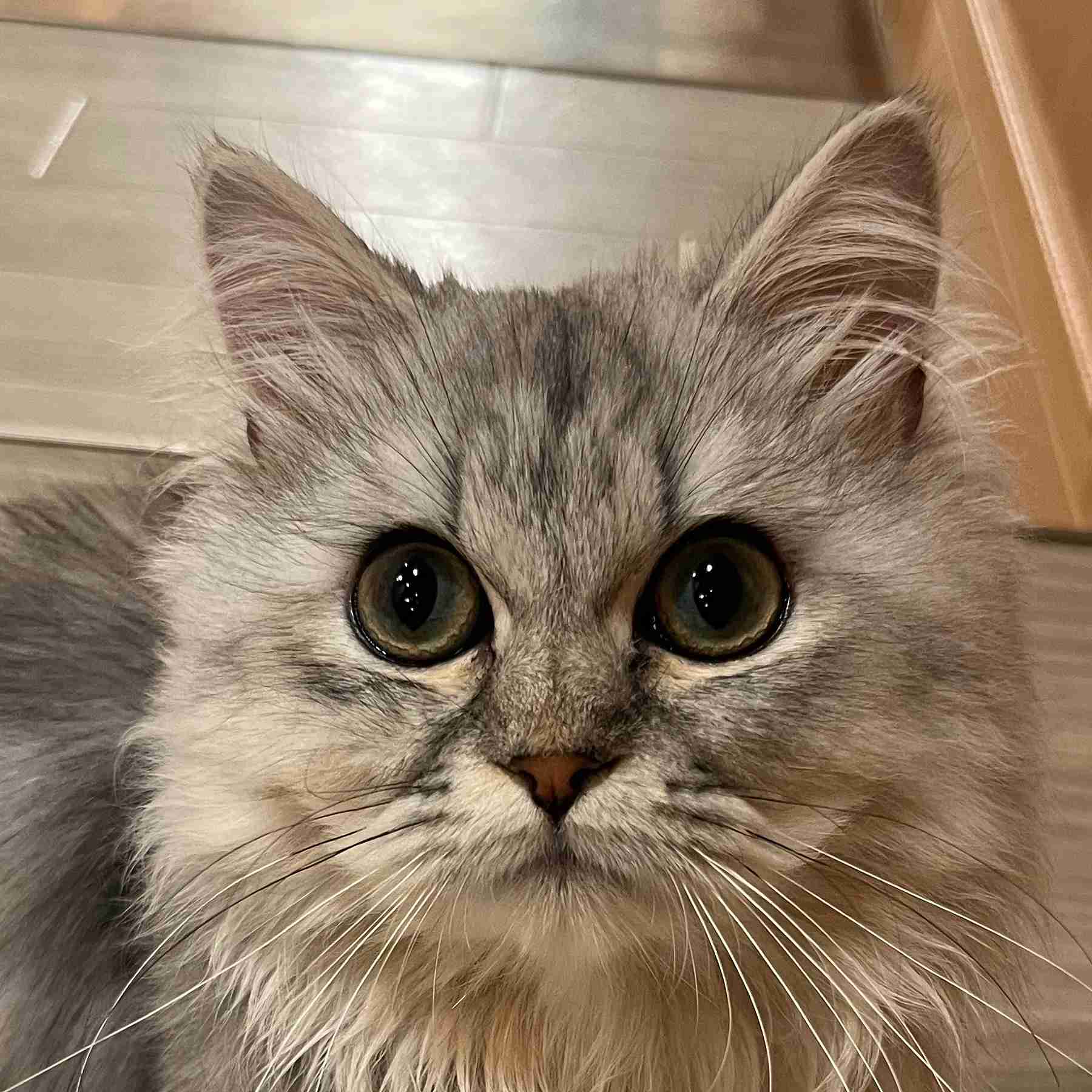 シュネ